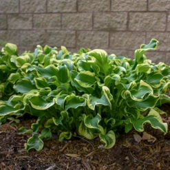 Shadowland® 'Wheee!' Hosta -Green Haven Shop hosta shadowland whee 2