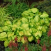 'Stained Glass' Hosta -Green Haven Shop hosta stained glass 3