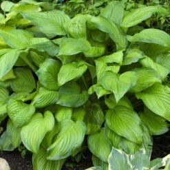 'Stained Glass' Hosta -Green Haven Shop hosta stained glass 4
