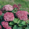 Invincibelle Garnetta® Smooth Hydrangea -Green Haven Shop hydrangea arborescens invincibelle garnetta 1