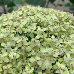 Lime Rickey® Smooth Hydrangea -Green Haven Shop hydrangea arborescens lime rickey 1