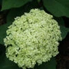 Lime Rickey® Smooth Hydrangea -Green Haven Shop hydrangea arborescens lime rickey 2