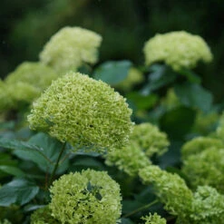 Lime Rickey® Smooth Hydrangea -Green Haven Shop hydrangea arborescens lime rickey 3