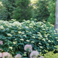 Lime Rickey® Smooth Hydrangea -Green Haven Shop hydrangea arborescens lime rickey 4