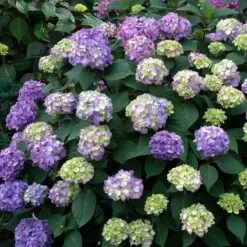 Endless Summer® BloomStruck® Bigleaf Hydrangea