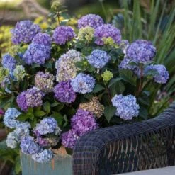 Endless Summer® BloomStruck® Bigleaf Hydrangea -Green Haven Shop hydrangea bloomstruck endless summer 21 sw
