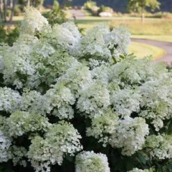 Bobo® Panicle Hydrangea -Green Haven Shop hydrangea bobo 4 sw