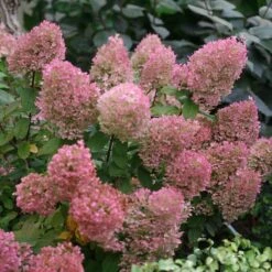 Bobo® Panicle Hydrangea -Green Haven Shop hydrangea bobo 5 sw