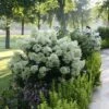 Bobo® Panicle Hydrangea 1 Bobo® Panicle Hydrangea -Green Haven Shop hydrangea bobo 7 sw
