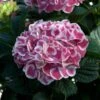 Cityline® Mars Bigleaf Hydrangea 2 Cityline® Mars Bigleaf Hydrangea -Green Haven Shop hydrangea cityline mars 1 sw