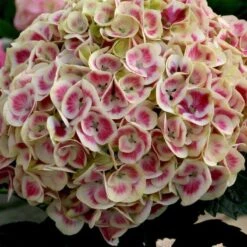 Cityline® Mars Bigleaf Hydrangea -Green Haven Shop hydrangea cityline mars 3 sw