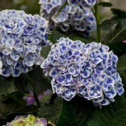 Cityline® Mars Bigleaf Hydrangea -Green Haven Shop hydrangea cityline mars 5 sw