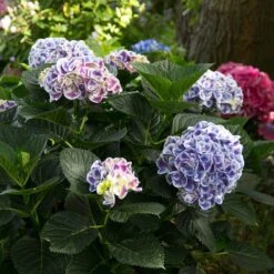 Cityline® Mars Bigleaf Hydrangea -Green Haven Shop hydrangea cityline mars 6 sw