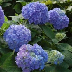 Endless Summer® Bigleaf Hydrangea -Green Haven Shop hydrangea endless summer 2 sw