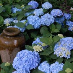 Endless Summer® Bigleaf Hydrangea -Green Haven Shop hydrangea endless summer 21 sw
