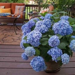 Endless Summer® Bigleaf Hydrangea -Green Haven Shop hydrangea endless summer 24 sw