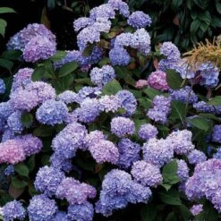 Endless Summer® Bigleaf Hydrangea -Green Haven Shop hydrangea endless summer 25 sw