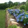 Endless Summer® Bigleaf Hydrangea 1 Endless Summer® Bigleaf Hydrangea -Green Haven Shop hydrangea endless summer 26 sw