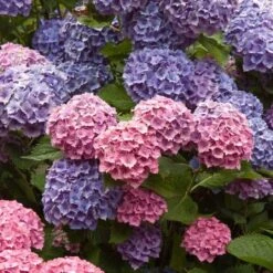 Endless Summer® Bigleaf Hydrangea -Green Haven Shop hydrangea endless summer 4 sw