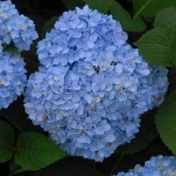 Endless Summer® Bigleaf Hydrangea -Green Haven Shop hydrangea endless summer 5 sw
