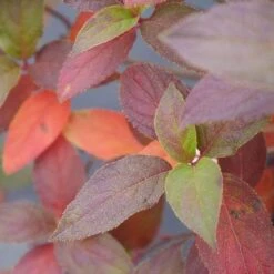 Fire Light Tidbit® Panicle Hydrangea -Green Haven Shop hydrangea fire light tidbit 5 sw