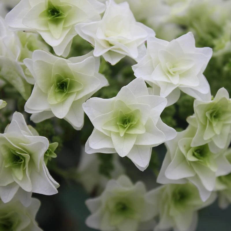 Gatsby Star® Oakleaf Hydrangea 3 Gatsby Star® Oakleaf Hydrangea