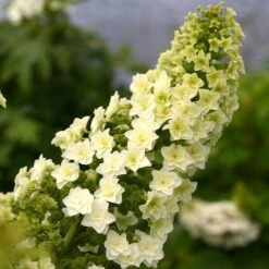 Gatsby Star® Oakleaf Hydrangea 8 Gatsby Star® Oakleaf Hydrangea -Green Haven Shop hydrangea gatsby star 2 sw