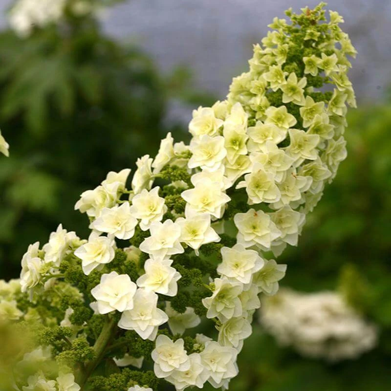 Gatsby Star® Oakleaf Hydrangea 4 Gatsby Star® Oakleaf Hydrangea - Image 2