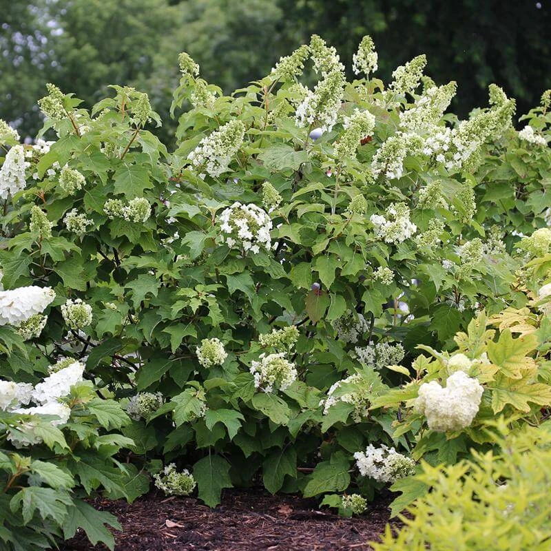 Gatsby Star® Oakleaf Hydrangea 5 Gatsby Star® Oakleaf Hydrangea - Image 3