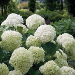Incrediball® Smooth Hydrangea -Green Haven Shop hydrangea incrediball 1