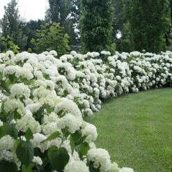 Incrediball® Smooth Hydrangea