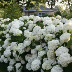 Incrediball® Smooth Hydrangea -Green Haven Shop hydrangea incrediball 7