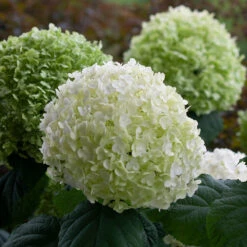 Incrediball® Smooth Hydrangea -Green Haven Shop hydrangea incrediball 8