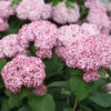 Incrediball® Blush Smooth Hydrangea 2 Incrediball® Blush Smooth Hydrangea -Green Haven Shop hydrangea incrediball blush 1