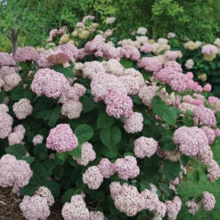 Incrediball® Blush Smooth Hydrangea -Green Haven Shop hydrangea incrediball blush 3