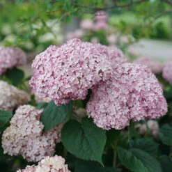Incrediball® Blush Smooth Hydrangea -Green Haven Shop hydrangea incrediball blush 4
