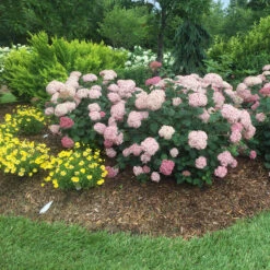 Incrediball® Blush Smooth Hydrangea -Green Haven Shop hydrangea incrediball blush 5