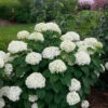 Invincibelle Limetta® Smooth Hydrangea -Green Haven Shop hydrangea invincibelle limetta 1
