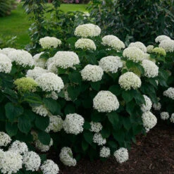Invincibelle Limetta® Smooth Hydrangea -Green Haven Shop hydrangea invincibelle limetta 2