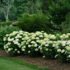 Invincibelle Limetta® Smooth Hydrangea -Green Haven Shop hydrangea invincibelle limetta 4