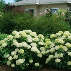 Invincibelle Limetta® Smooth Hydrangea -Green Haven Shop hydrangea invincibelle limetta 5
