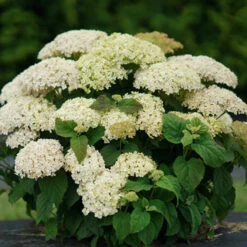 Invincibelle Limetta® Smooth Hydrangea -Green Haven Shop hydrangea invincibelle limetta 6