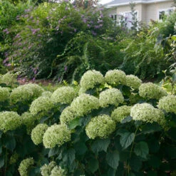 Invincibelle Limetta® Smooth Hydrangea -Green Haven Shop hydrangea invincibelle limetta 7