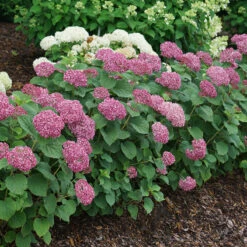 Invincibelle Mini Mauvette® Smooth Hydrangea -Green Haven Shop hydrangea invincibelle mini mauvette 4