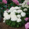 Invincibelle Wee White® Smooth Hydrangea -Green Haven Shop hydrangea invincibelle wee white 1