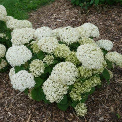 Invincibelle Wee White® Smooth Hydrangea -Green Haven Shop hydrangea invincibelle wee white 2
