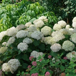 Invincibelle Wee White® Smooth Hydrangea -Green Haven Shop hydrangea invincibelle wee white 3