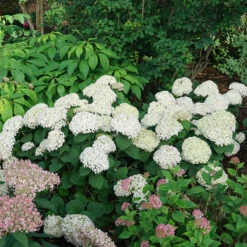 Invincibelle Wee White® Smooth Hydrangea -Green Haven Shop hydrangea invincibelle wee white 4