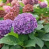 Let's Dance ”Arriba!⢠Bigleaf Hydrangea 2 Let's Dance ”Arriba!⢠Bigleaf Hydrangea -Green Haven Shop hydrangea lets dance arriba 1