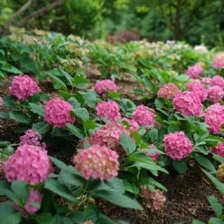 Let's Dance ¡Arriba!™ Bigleaf Hydrangea -Green Haven Shop hydrangea lets dance arriba 2